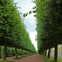 Зеленый коридор