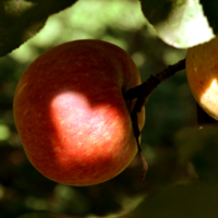 яблоко Евы 