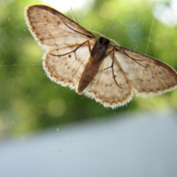 Бабочка на стекле
