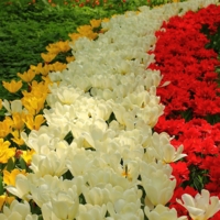 Радуга из тюльпанов.