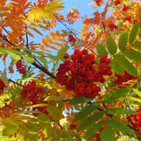 Краски осени