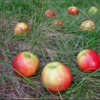 Яблоки на траве...