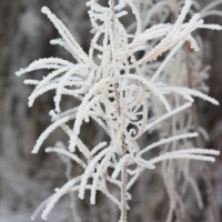 В зимнем наряде.