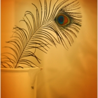 Перо павлина