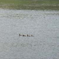 Дружно плывут.