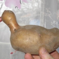 Картошка - утка