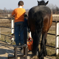Дружба мальчика и лошади.