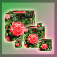 Роза и кубики.