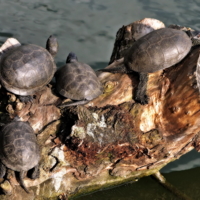 Семейство черепах