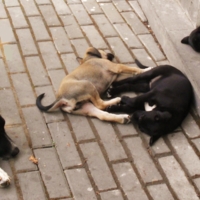 Малыши под присмотром.