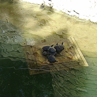 Семья черепах