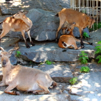На Турьей горке.
