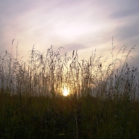 Солнышко в траве