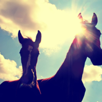 В лучах солнца