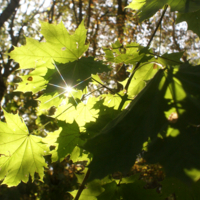 сквозь листву