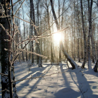 Вечер в зимнем лесу