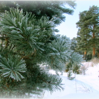 Зимой и летом одним цветом