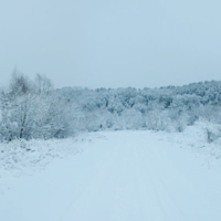 зимний лес