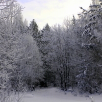 Зимний лес 2