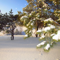 Зелёная ветка