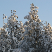 Мороз и солнце...