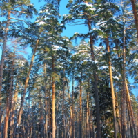 В сосновом бору.