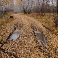 Лес. Осень. Дорога.