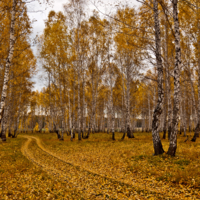 Золотыми дорогами осени.