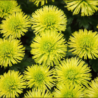 Зеленые хризантемы.