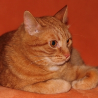 Рыжий кот на рыжем диване.