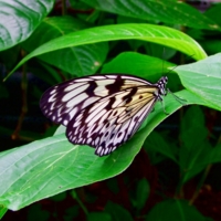 Честерские бабочки