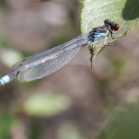 Цепкие лапки.