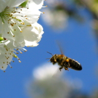 Пчёлка труженица