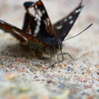 Butterfly♡