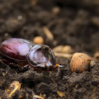 Носорог карликовый