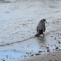 одинокий пингвин