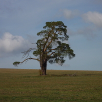 дерево в поле