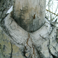 Портрет  без головы