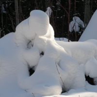 Чудеса зимнего леса