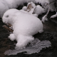 Ой, ой, лапку замочил....