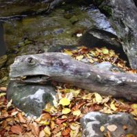 С годом змеи!