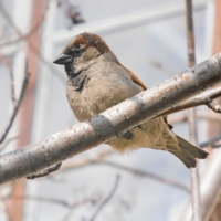 Размечтался...