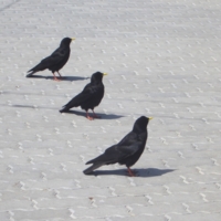 Утреннее построение