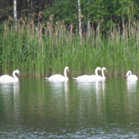 лебеди на озере