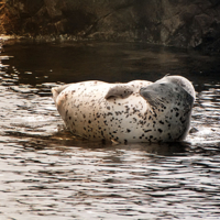 На верху блаженства...