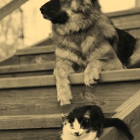 Кот и пёс