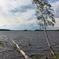 Две берёзки.