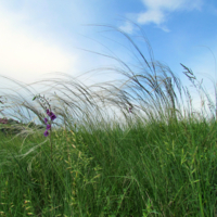 Июньский ветерок