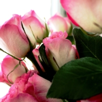 Розовые розы...