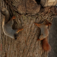 Утренняя гимнастика